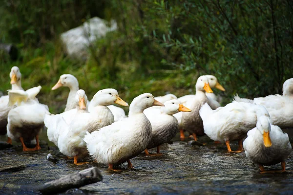 White eenden op water — Stockfoto