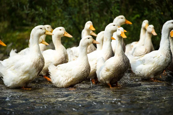 White eenden op water — Stockfoto