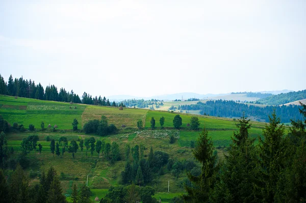 L'été dans les montagnes. Carpates — Photo