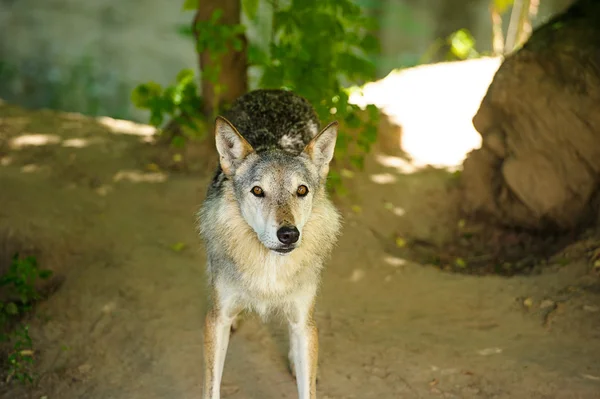 Lobo salvaje gris — Foto de Stock