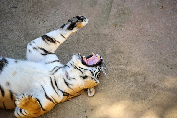 Schöner amur tiger — Stockfoto