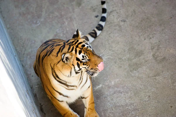 Hermoso tigre amur — Foto de Stock