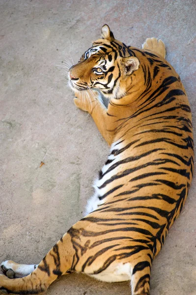 Belo tigre amur — Fotografia de Stock
