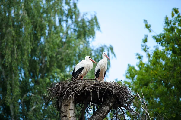 To hvide storke - Stock-foto