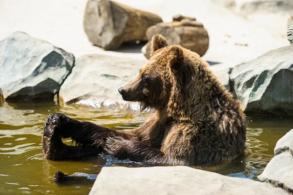 Oso marrón en el agua — Foto de Stock