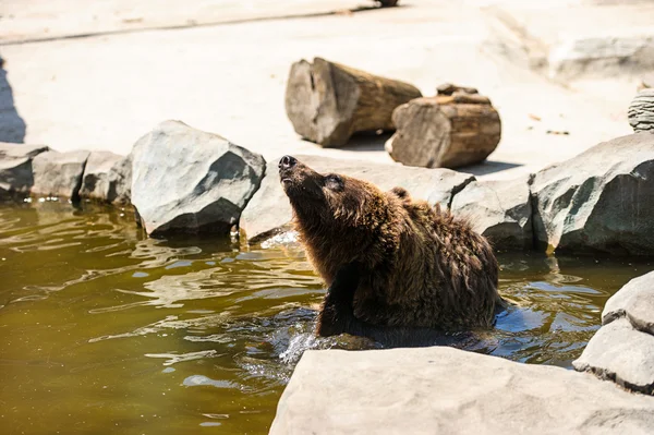 水中の褐色のクマは — ストック写真