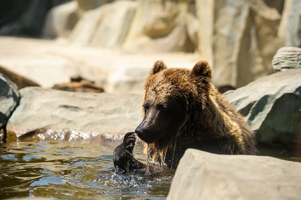 Bruine beer in het water — Stockfoto