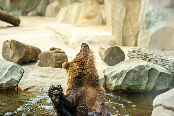 Orso bruno in acqua — Foto Stock