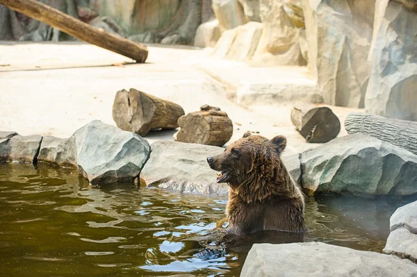 水中の褐色のクマは — ストック写真