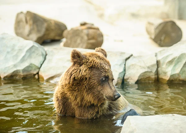 Brunbjörn i vattnet — Stockfoto
