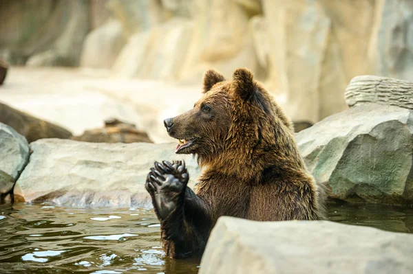水中の褐色のクマは — ストック写真