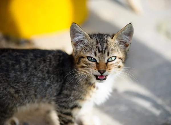 Rozkošný Funny kitten — Stock fotografie
