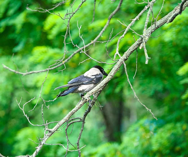 Cuervo en una rama de árbol — Foto de Stock