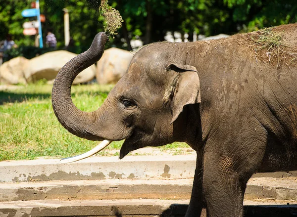 Elephant splashing with dust — Stock Photo, Image