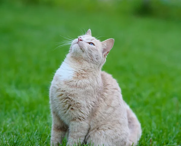 かわいいオレンジ色の猫 — ストック写真