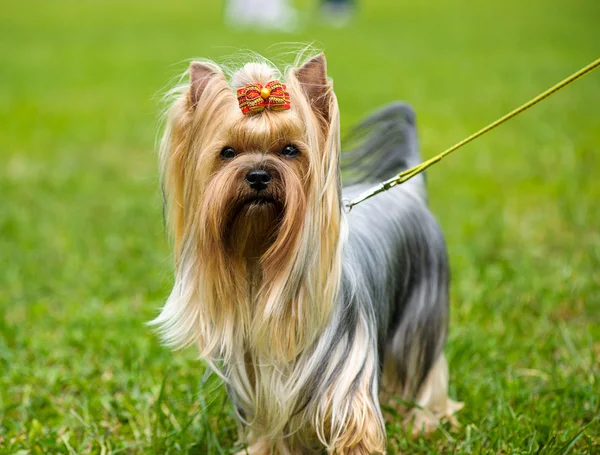 Lustiger Hund auf Wiese — Stockfoto