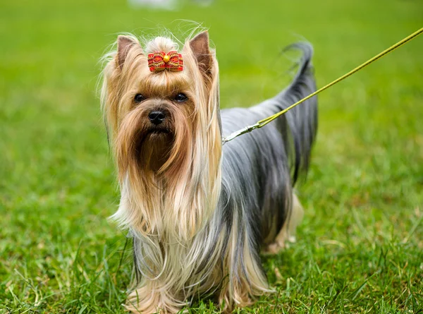 Funny dog on meadow — Stock Photo, Image