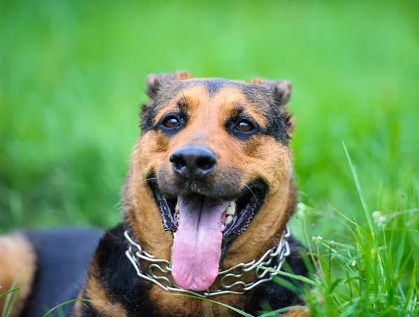 Cão engraçado no prado — Fotografia de Stock