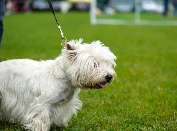 Lustiger Hund auf Wiese — Stockfoto