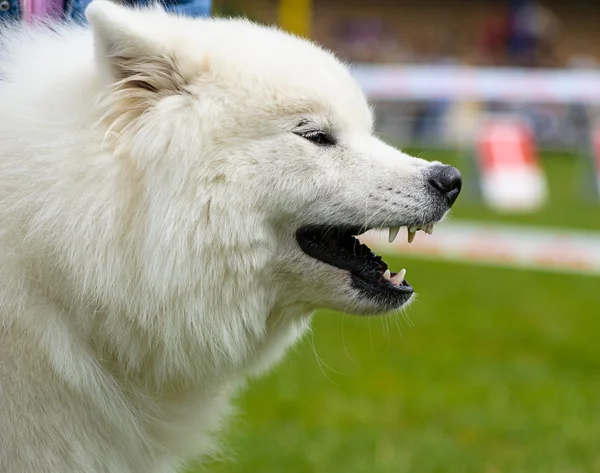 Funny dog on meadow — Stock Photo, Image