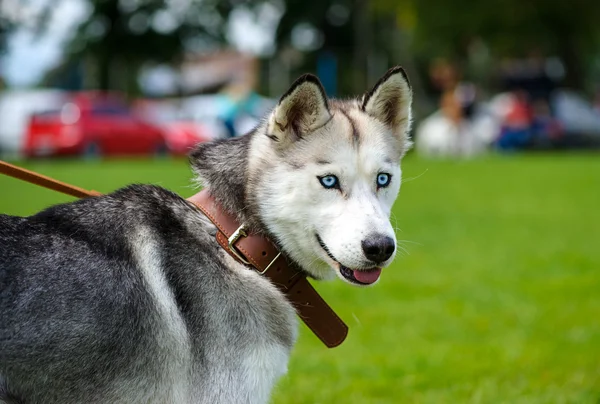 Siberische Husky hond — Stockfoto
