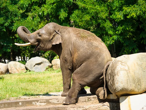 Hayvanat Bahçesi'nde Afrika fili — Stok fotoğraf