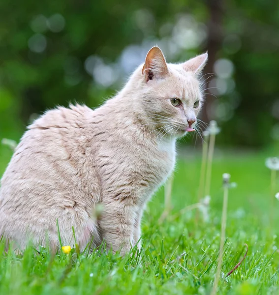 Schattige oranje kat — Stockfoto