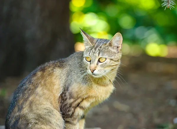 Lustige entzückende Katze — Stockfoto