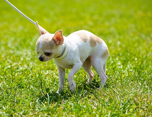 Cane divertente sul prato — Foto Stock