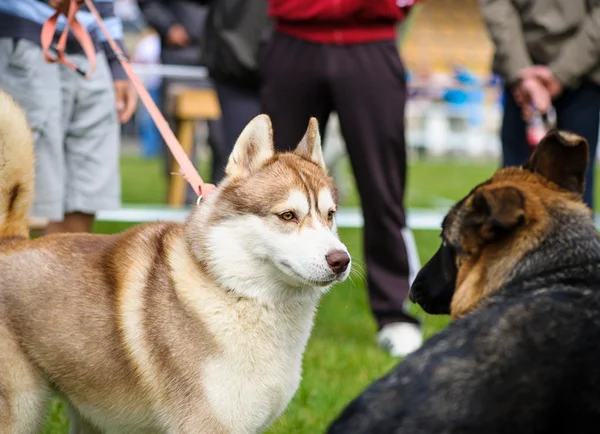 Divertidos perros juguetones —  Fotos de Stock