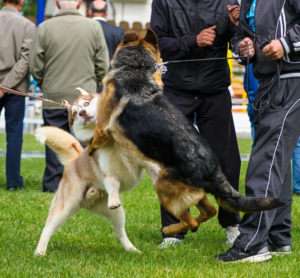 Funny playful dogs — Stock Photo, Image