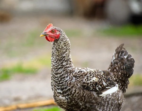 Pato en una granja —  Fotos de Stock