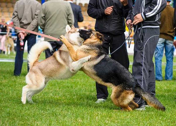 Divertenti cani giocosi — Foto Stock