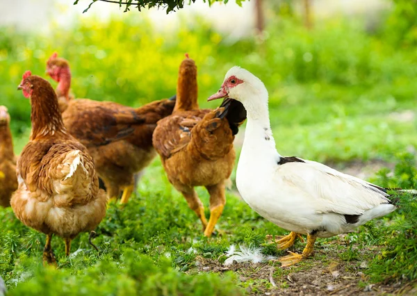 Duck and chickens on a farm — Stock Photo, Image