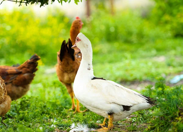 Duck and chickens on a farm — Stock Photo, Image