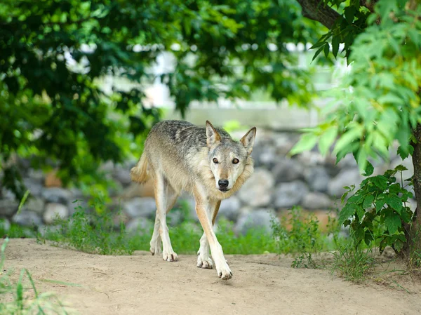 Gray wild Wolf — Stock Photo, Image