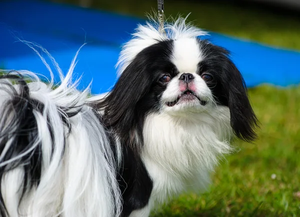 Divertido perro en el prado — Foto de Stock