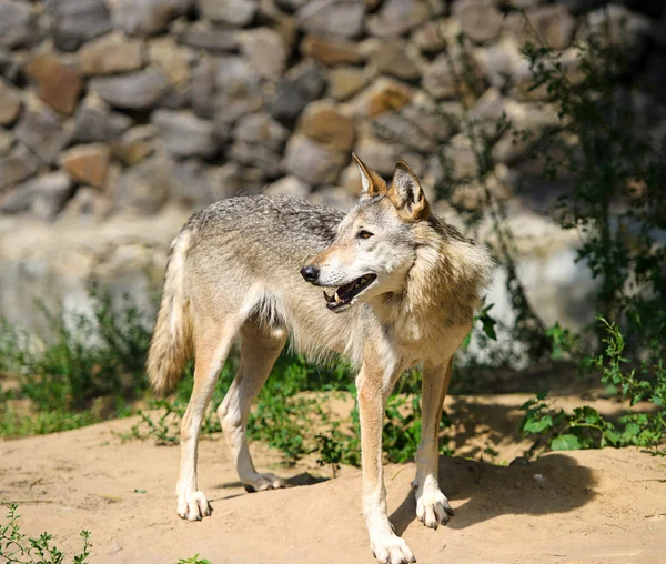 Lobo selvagem cinzento — Fotografia de Stock