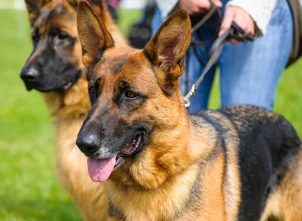 Grappige honden op weide — Stockfoto