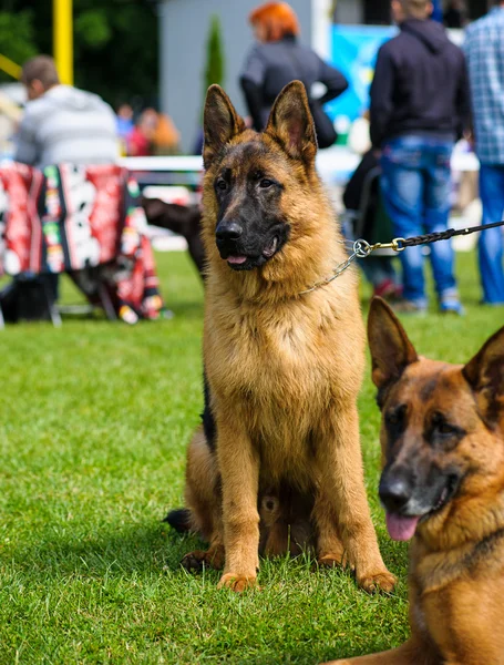 Tyska herdehundar — Stockfoto