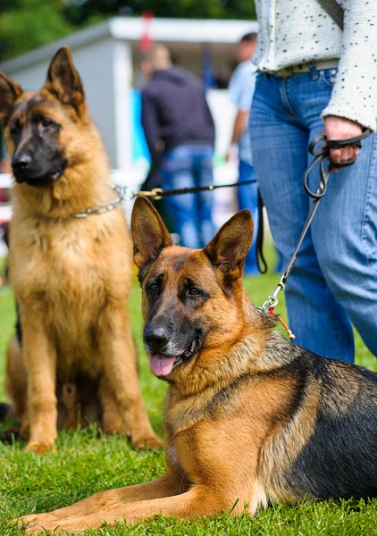 Duitse Herder Honden — Stockfoto