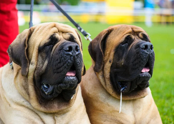 Funny dogs on meadow — Stock Photo, Image