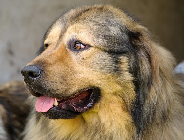 Caucasian Shepherd Dog — Stock Photo, Image