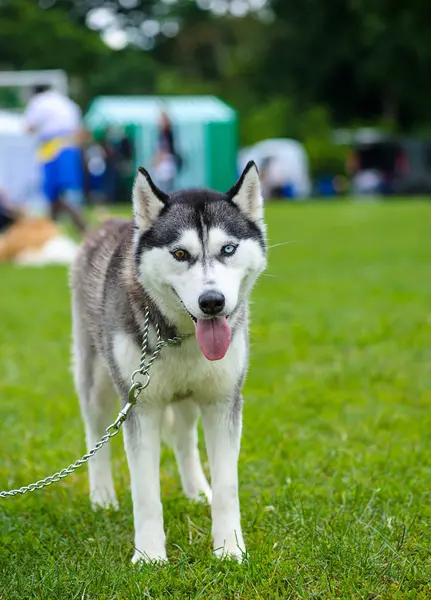 Sibiřský husky pes — Stock fotografie