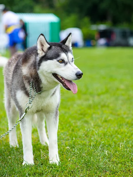 Siberische Husky hond — Stockfoto