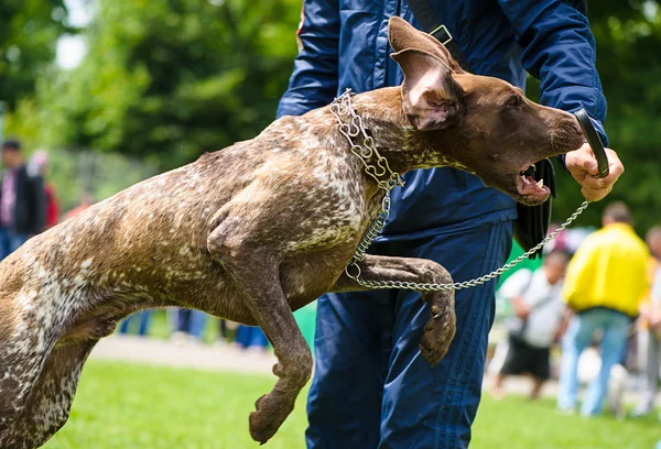 Sød sjov hund - Stock-foto