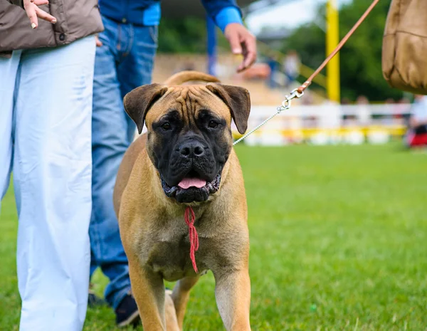 Çayır üzerinde komik köpek — Stok fotoğraf