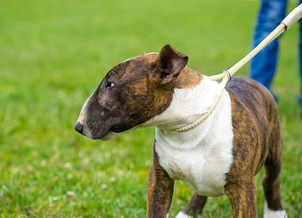 Bull terrier perro — Foto de Stock