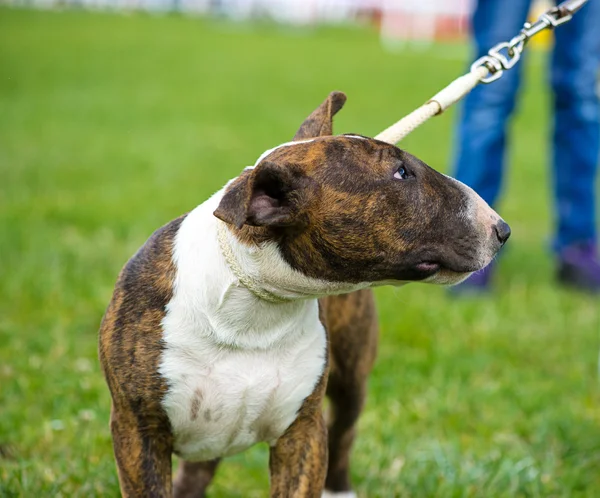 Bull terrier perro — Foto de Stock