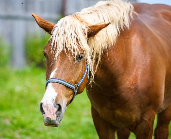 Beautiful horse in meadow. — Stock Photo, Image